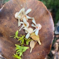 Anthoshorea stipularis (Thwaites) P.S.Ashton & J.Heck.